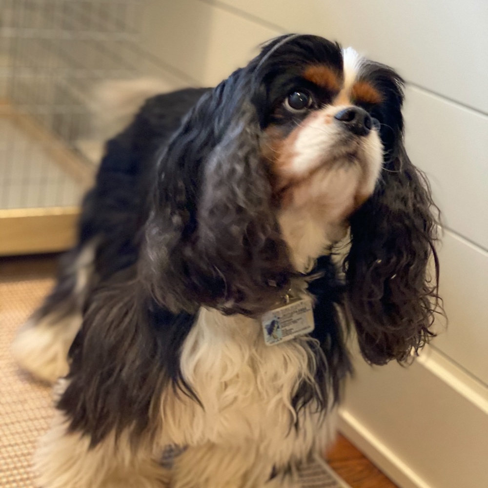 Meet your Posher, Elise